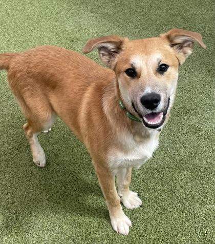 Grand Canyon, Adoptable, Young Male Mixed Breed & Mixed Breed.