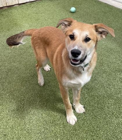 Enlarge Grand Canyon, a Adoptable mixed breed in Eugene, OR image 2/3