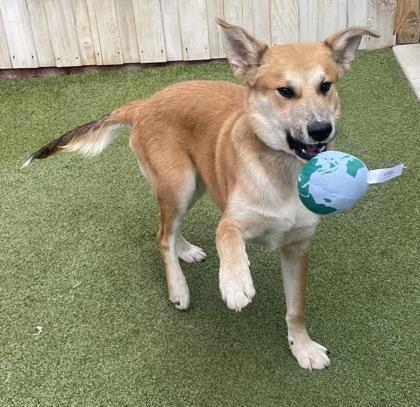 Enlarge Grand Canyon, a Adoptable mixed breed in Eugene, OR image 3/3