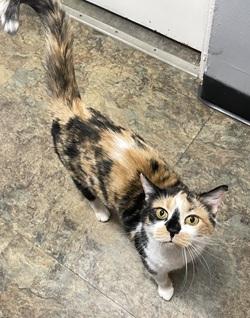 Milagros, Adoptable, Young Female Calico.