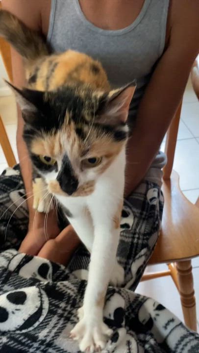 Enlarge Milagros, a Adoptable mixed breed in Raleigh, NC video 3/3