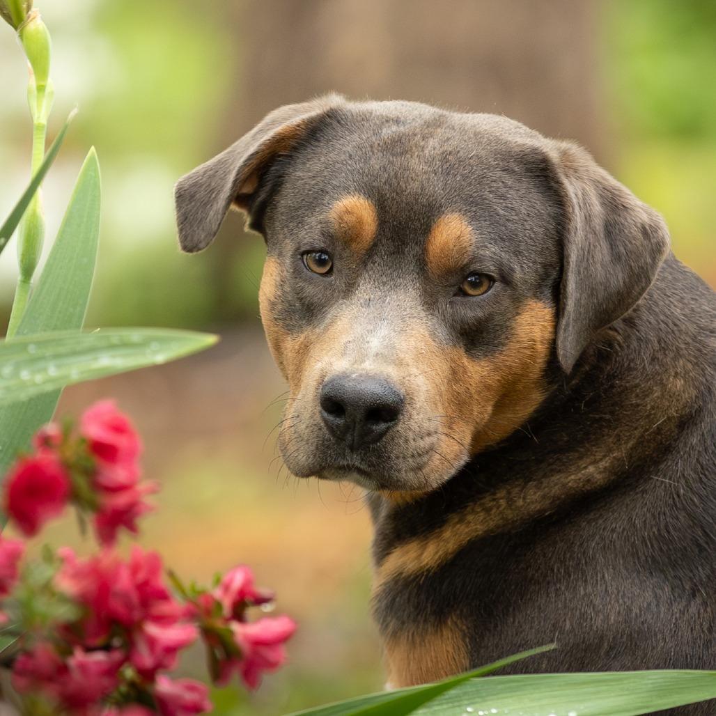 Enlarge Ryder, a Adoptable mixed breed in Rossville, GA image 2/6