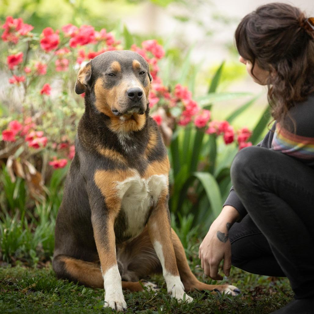 Enlarge Ryder, a Adoptable mixed breed in Rossville, GA image 3/6