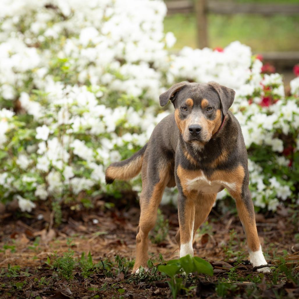 Enlarge Ryder, a Adoptable mixed breed in Rossville, GA image 4/6