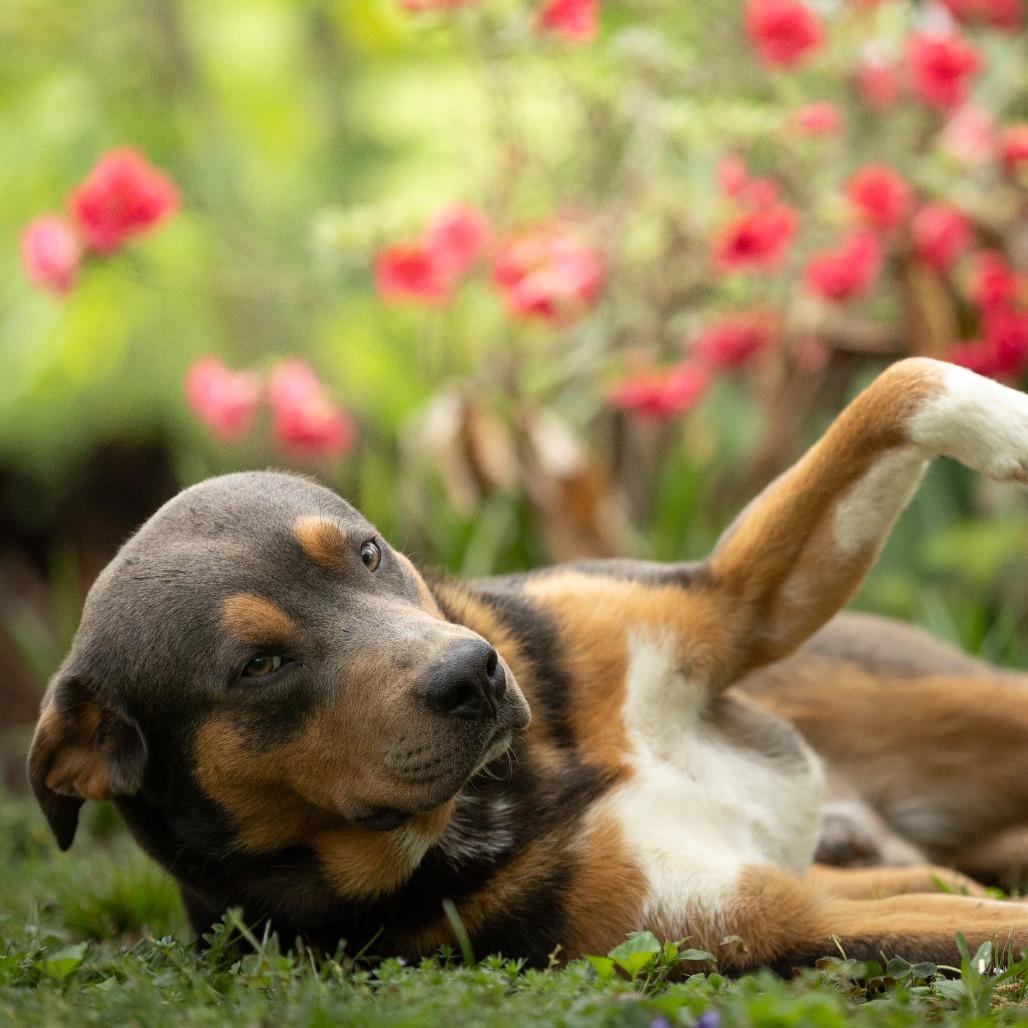 Enlarge Ryder, a Adoptable mixed breed in Rossville, GA image 5/6