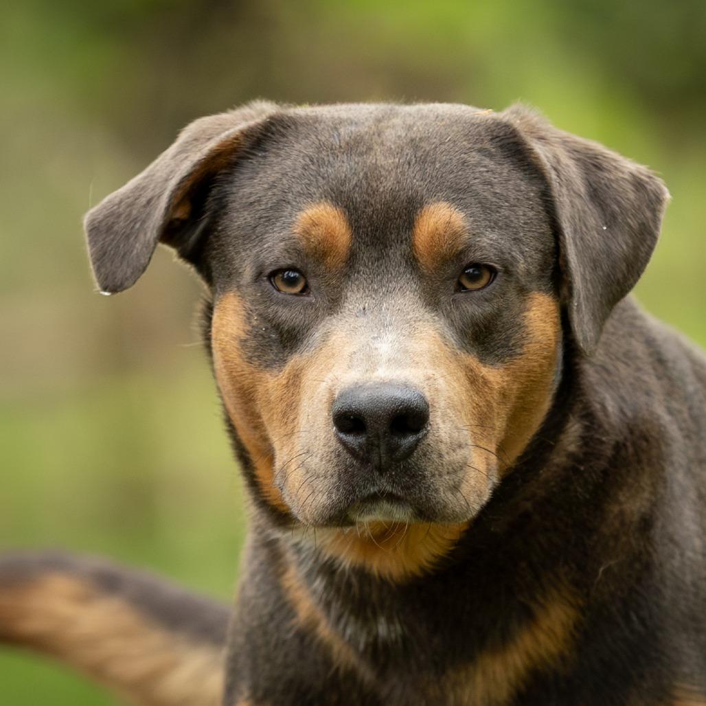 Enlarge Ryder, a Adoptable mixed breed in Rossville, GA image 6/6