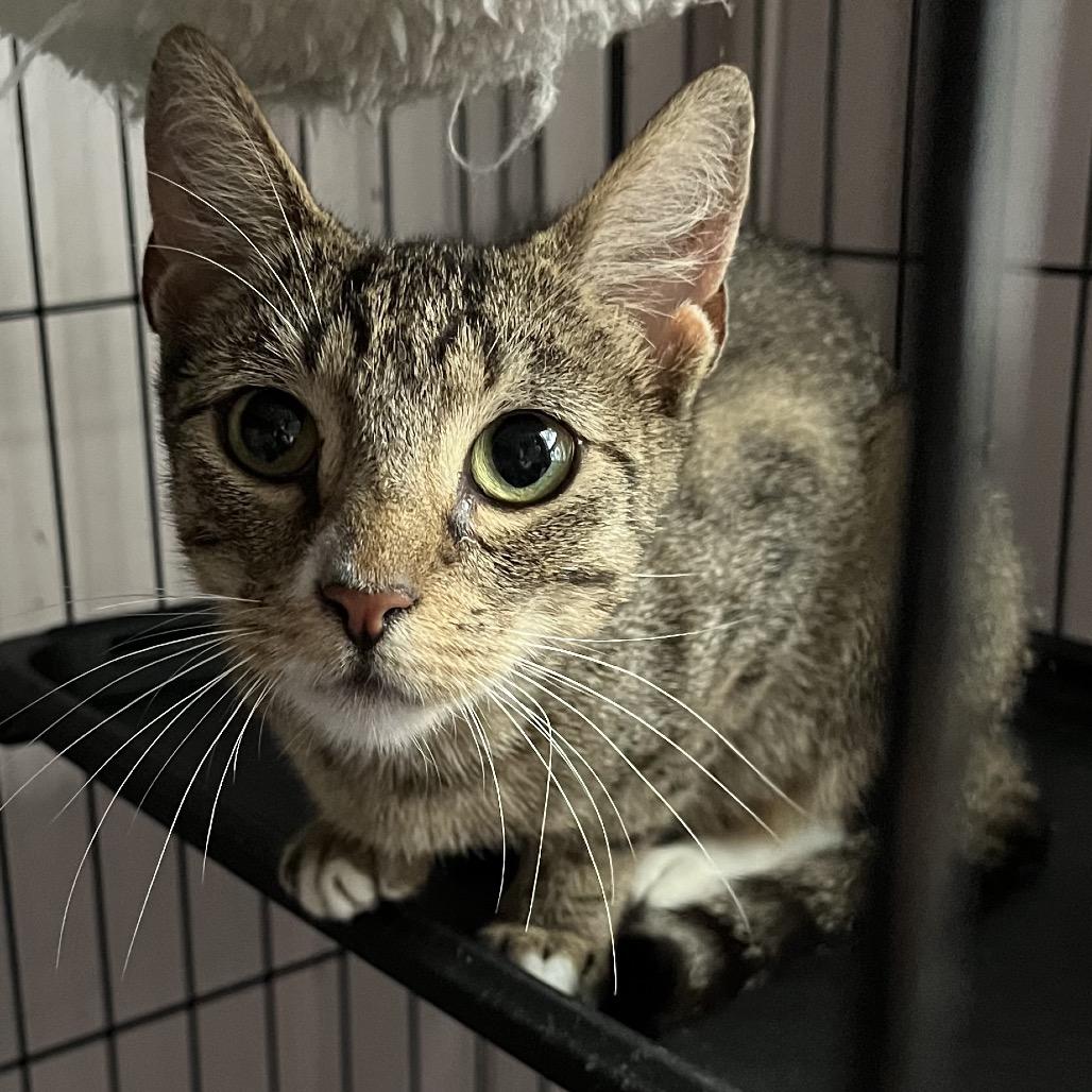 Muffin, Adoptable, Adult Female American Shorthair.
