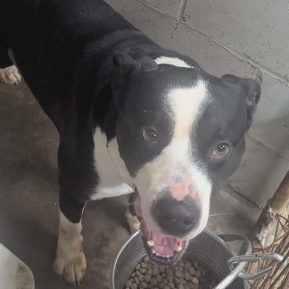 Lobo, ADOPTABLE, Adult Male Pit Bull Terrier.