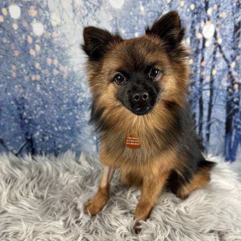 Kringle, Adoptable, Puppy Male Pomeranian.