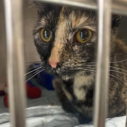 Journey, an adopted Domestic Short Hair in Belleville, MI image 2/3