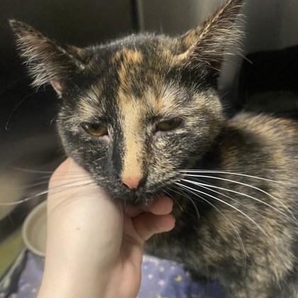 Journey, an adopted Domestic Short Hair in Belleville, MI image 3/3