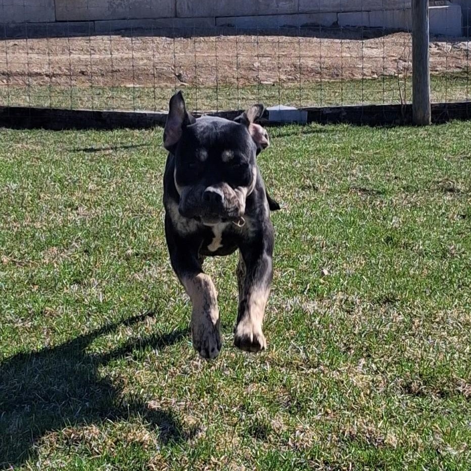 Enlarge Conrad, a ADOPTABLE Mixed Breed in Dixon, IL image 2/2