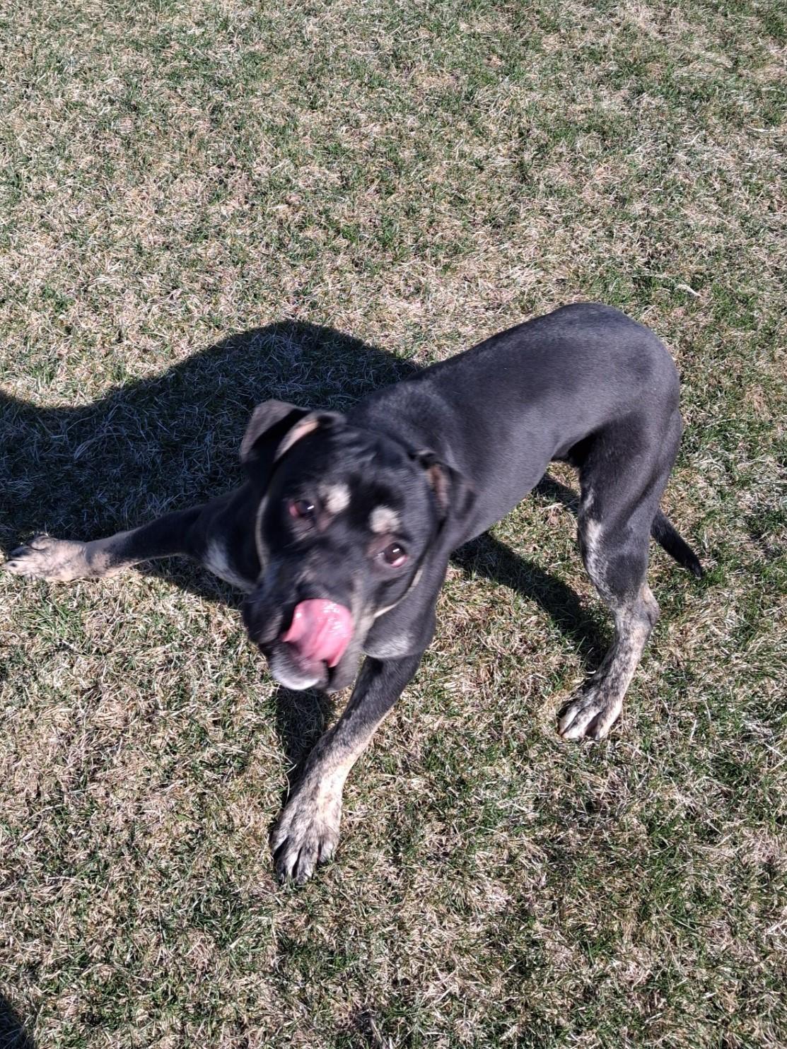 Conrad, ADOPTABLE, Young Male Mixed Breed.
