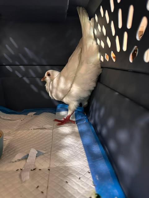 Pigeleon, a Adoptable Pigeon in San Francisco, CA image 2/2