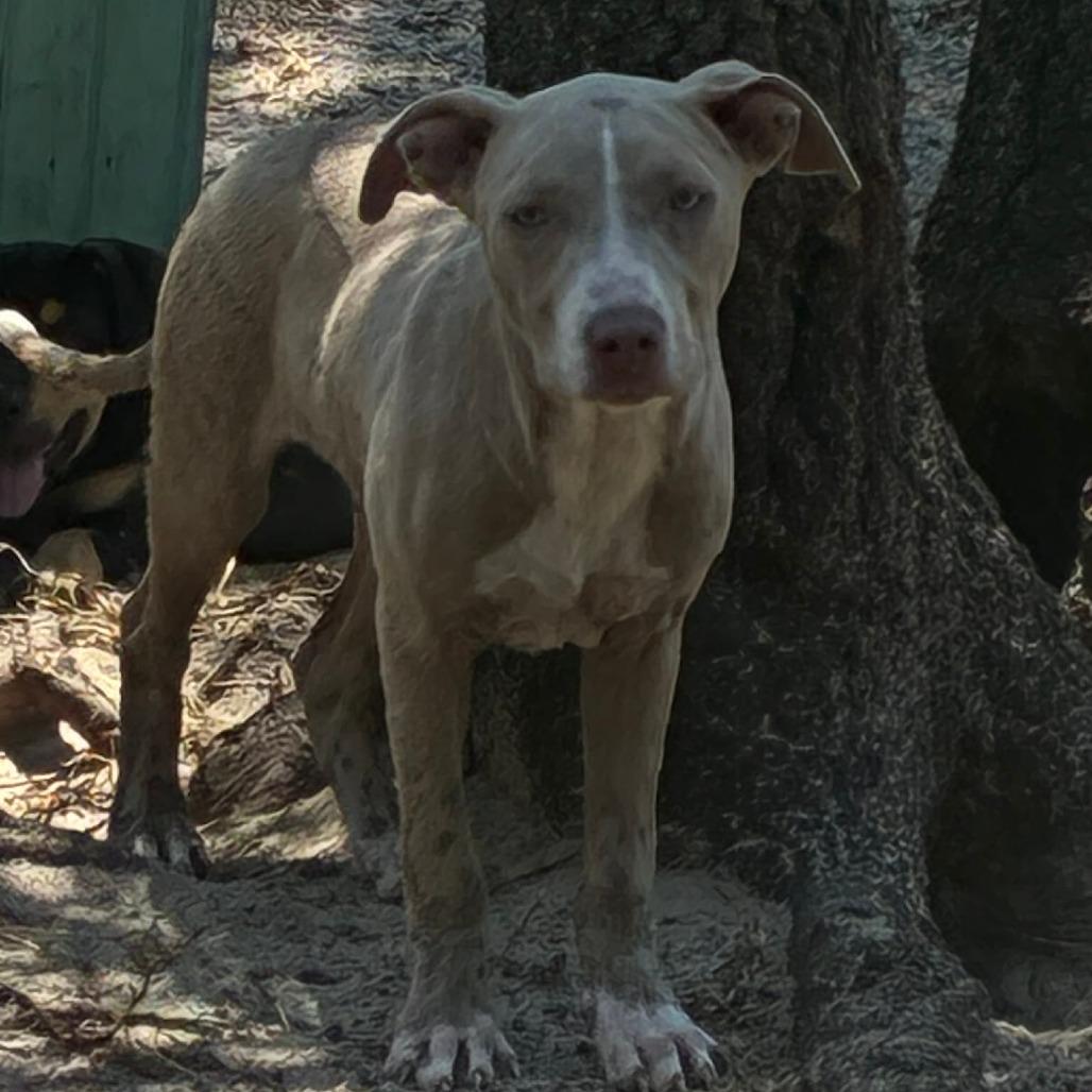 Enlarge Barney, a Adoptable Mixed Breed in Morriston, FL image 2/3