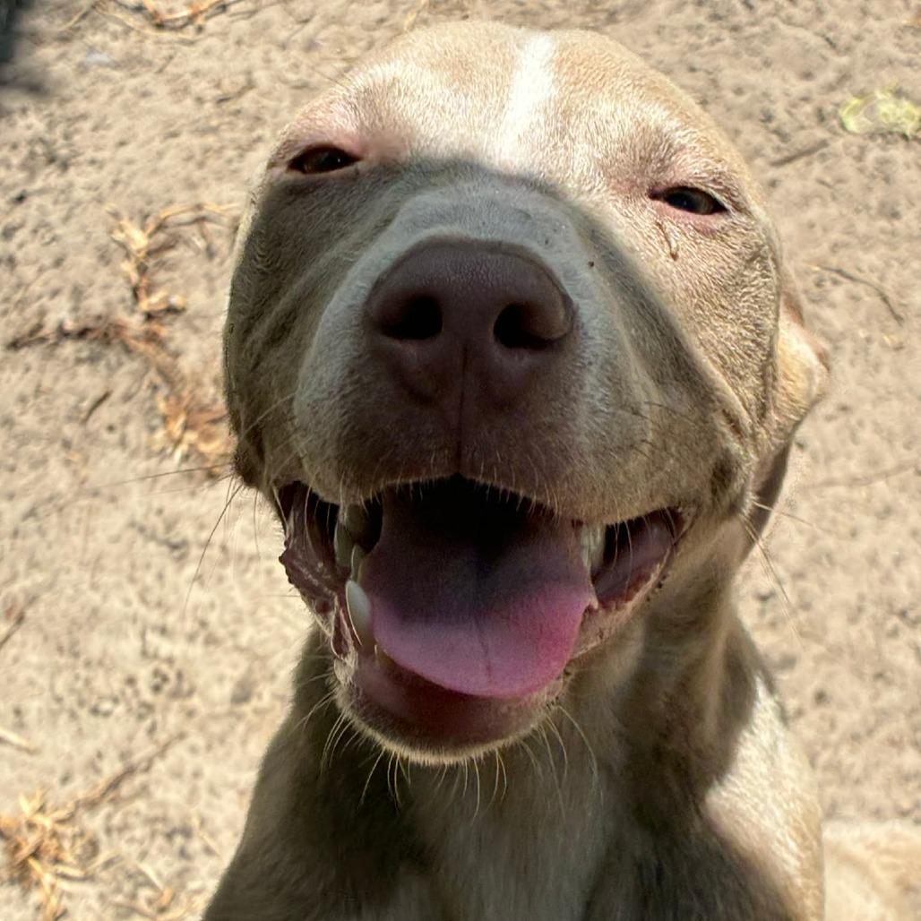Enlarge Barney, a Adoptable Mixed Breed in Morriston, FL image 3/3