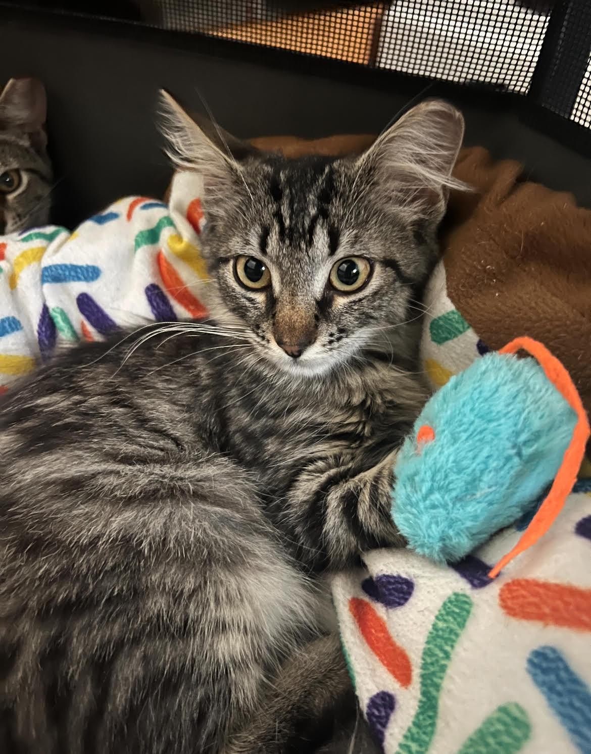 Enlarge Chardonnay, a Adoptable Domestic Medium Hair in Davis, CA image 2/4