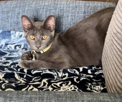 jackie, Young Female Russian Blue