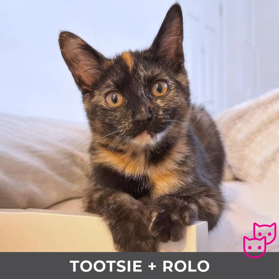 Enlarge Tootsie (bonded with Rolo), a Adoptable Domestic Short Hair in Etobicoke, ON image 1/4