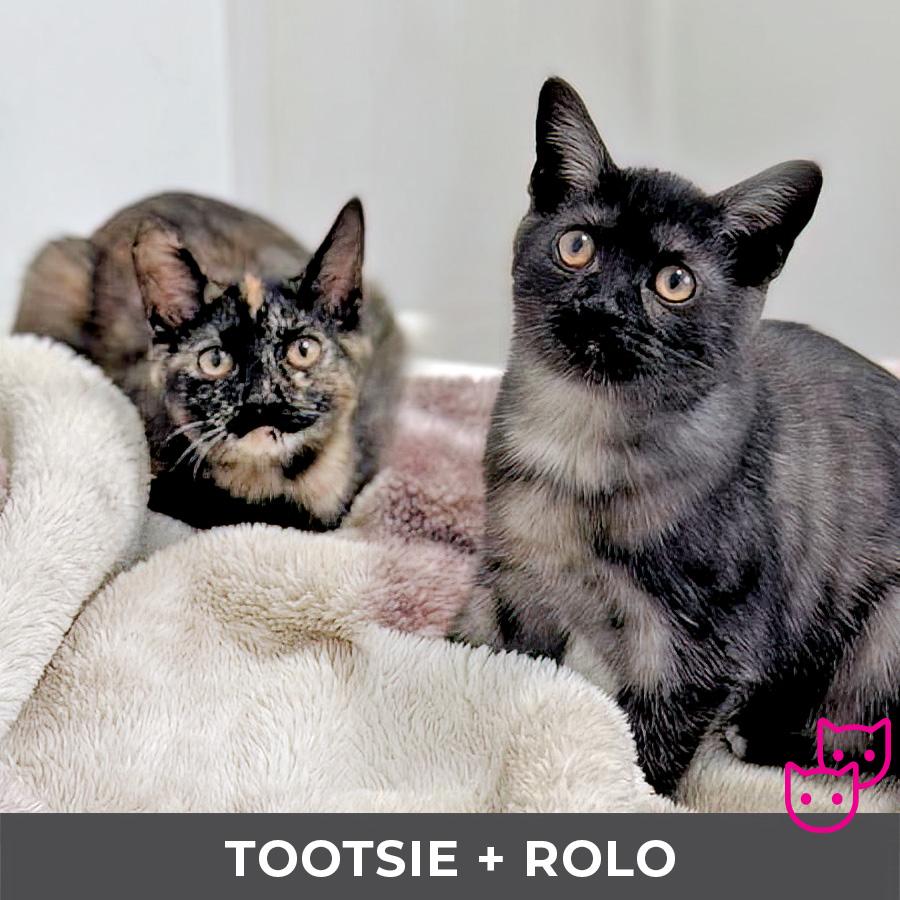 Enlarge Tootsie (bonded with Rolo), a Adoptable Domestic Short Hair in Etobicoke, ON image 4/4