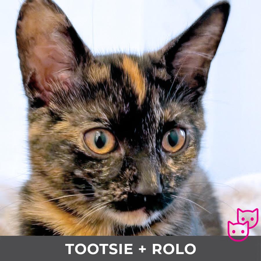 Enlarge Tootsie (bonded with Rolo), a Adoptable Domestic Short Hair in Etobicoke, ON image 2/4