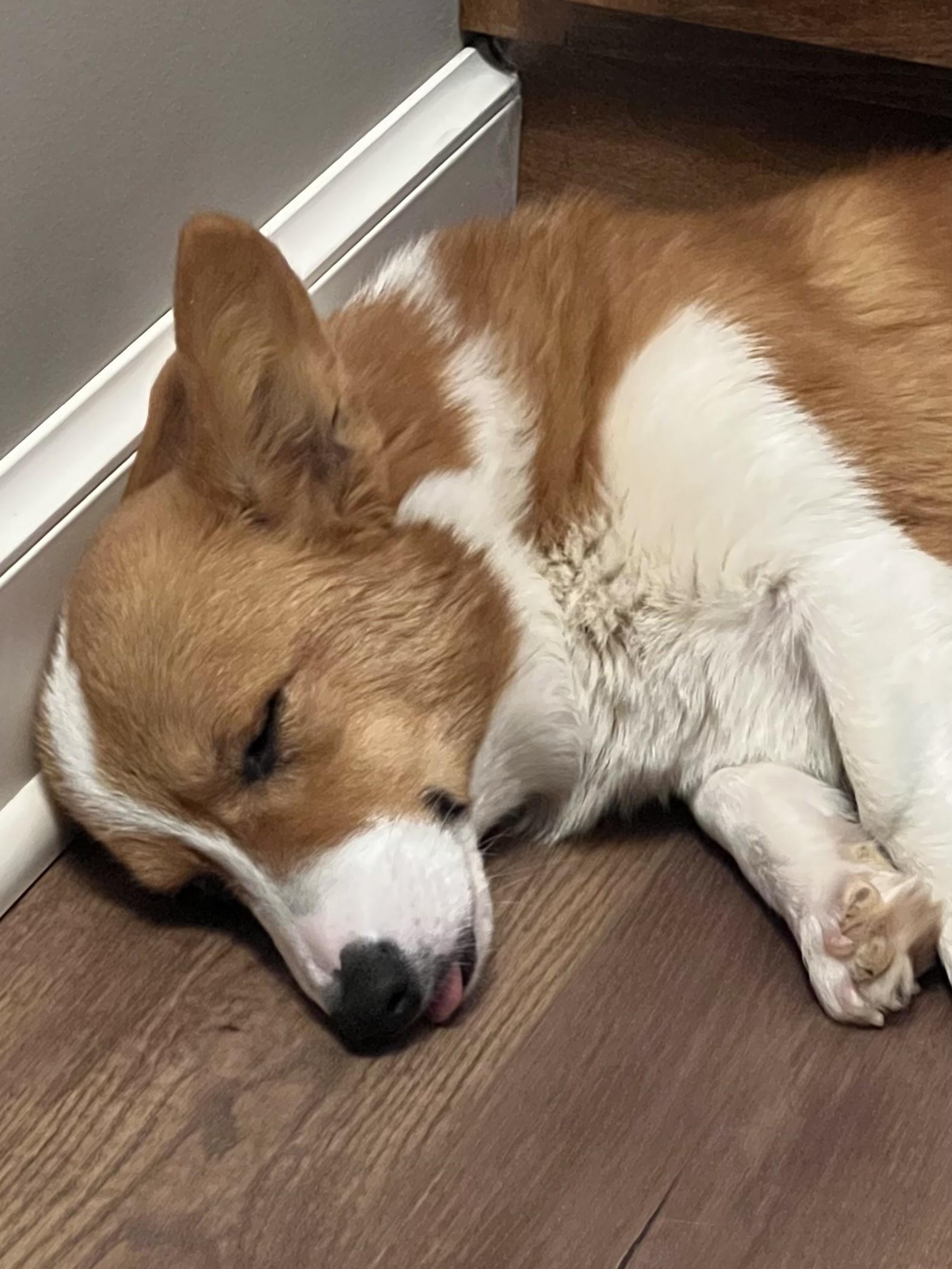 Enlarge Natasha-I25067, a ADOPTABLE Pembroke Welsh Corgi in Anoka, MN image 2/6