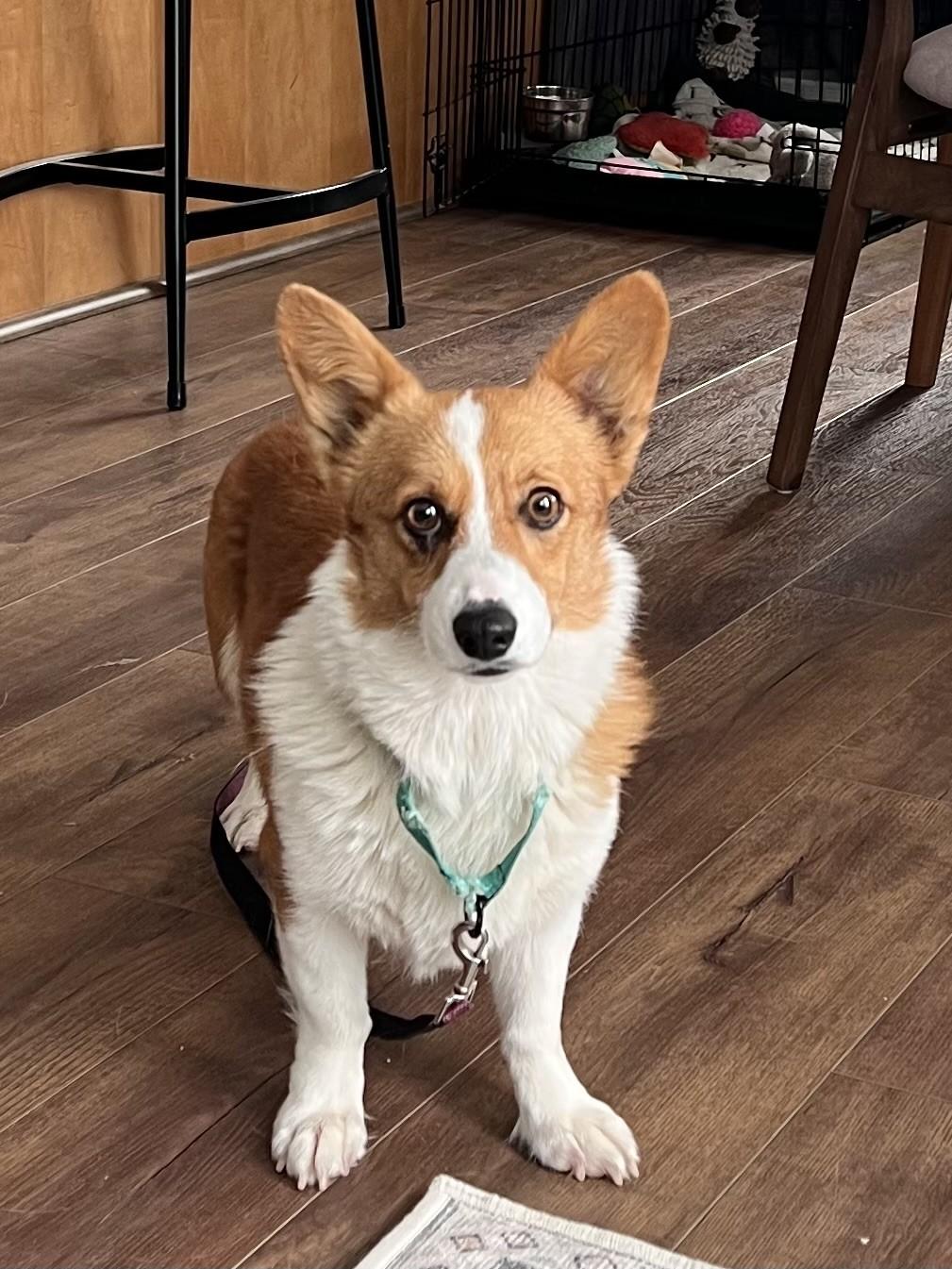 Natasha-I25067, ADOPTABLE, Adult Female Pembroke Welsh Corgi.