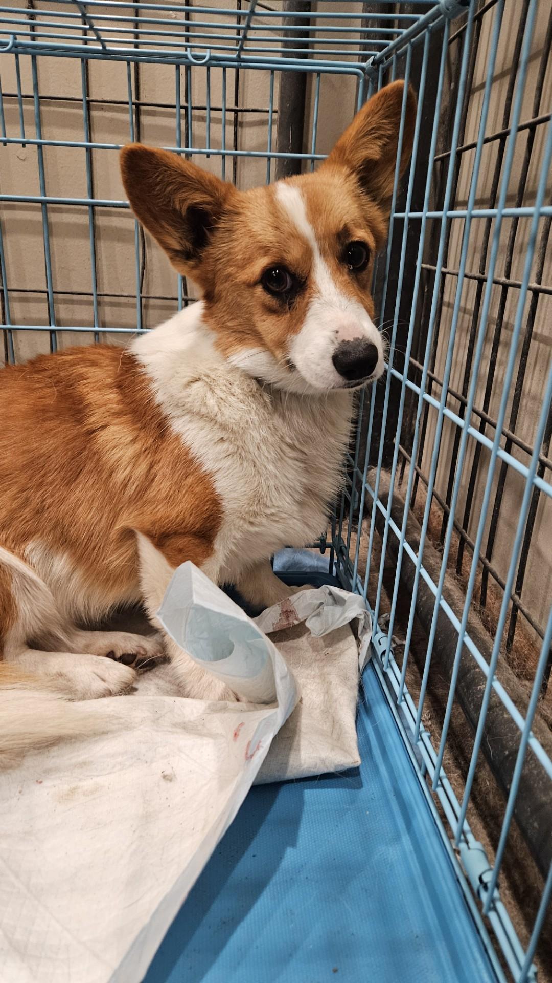 Enlarge Natasha-I25067, a ADOPTABLE Pembroke Welsh Corgi in Anoka, MN image 6/6