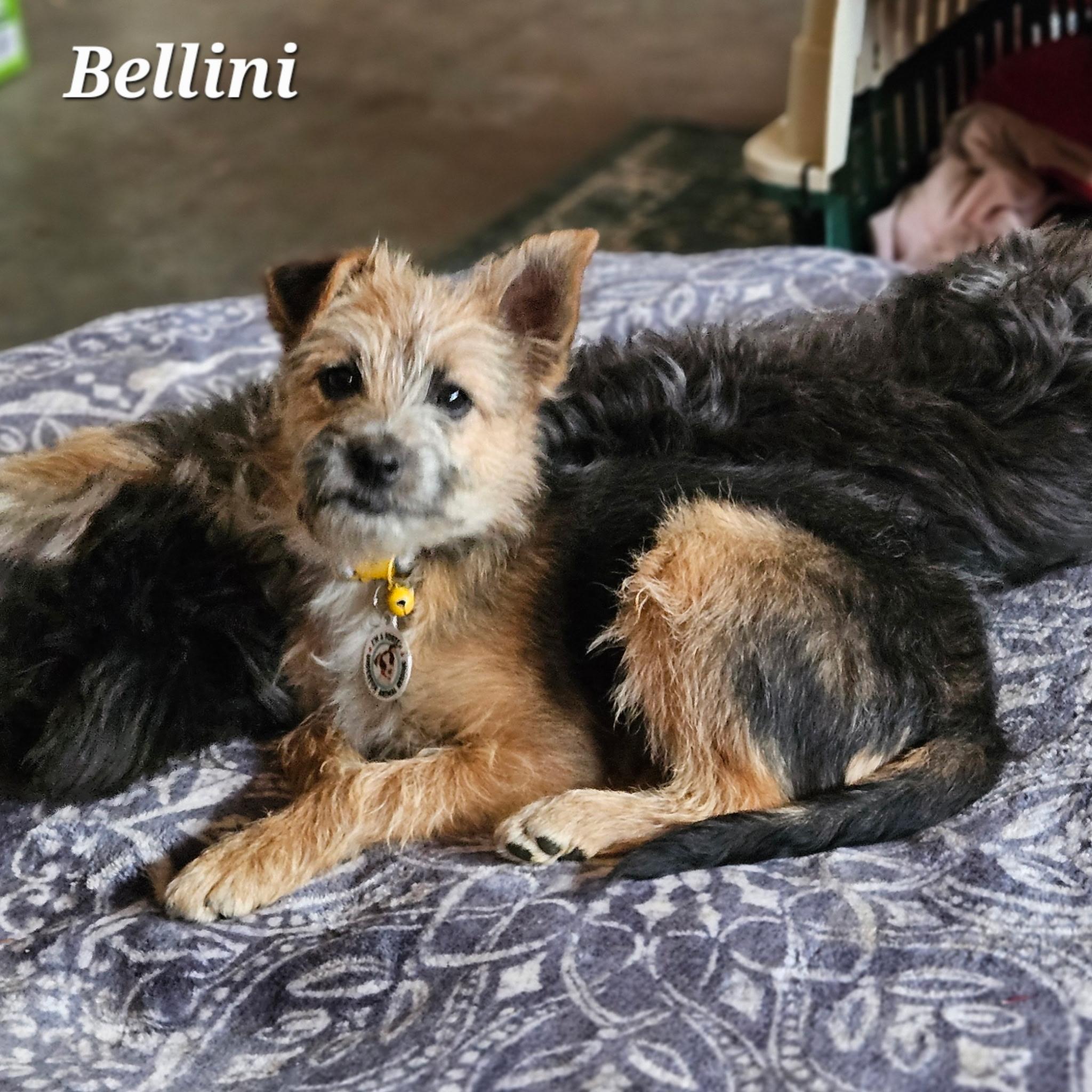 Bellini, Adoptable, Puppy Female Cairn Terrier & Chihuahua.