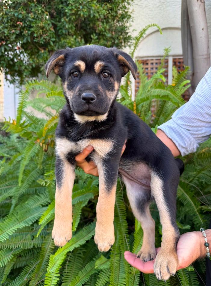 Winnie, adopted, Young Female Rottweiler & German Shepherd Dog.