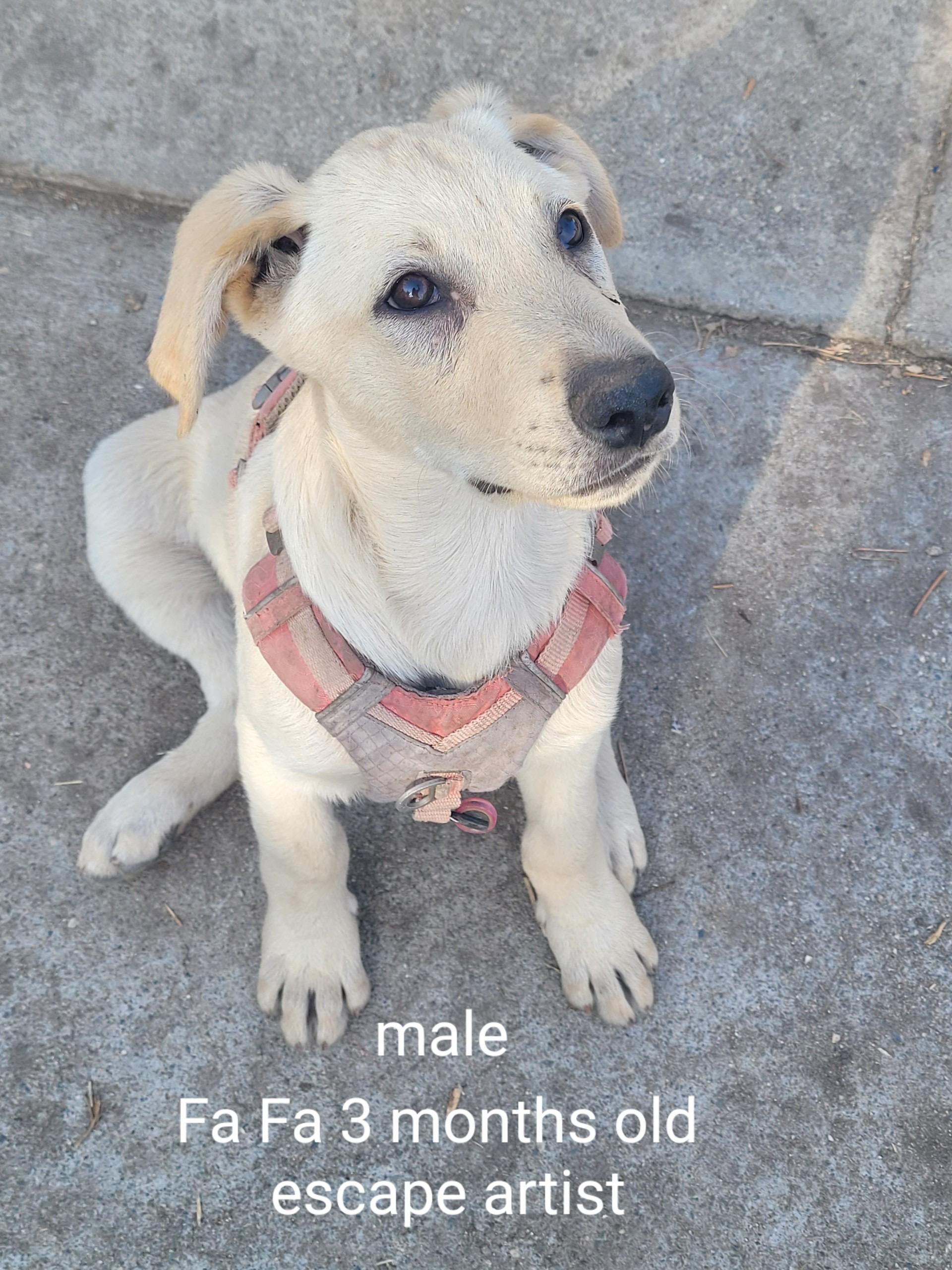 Enlarge Golden Retreiver/ shepherd mix puppies, a ADOPTABLE mixed breed in Torrance, CA image 2/6