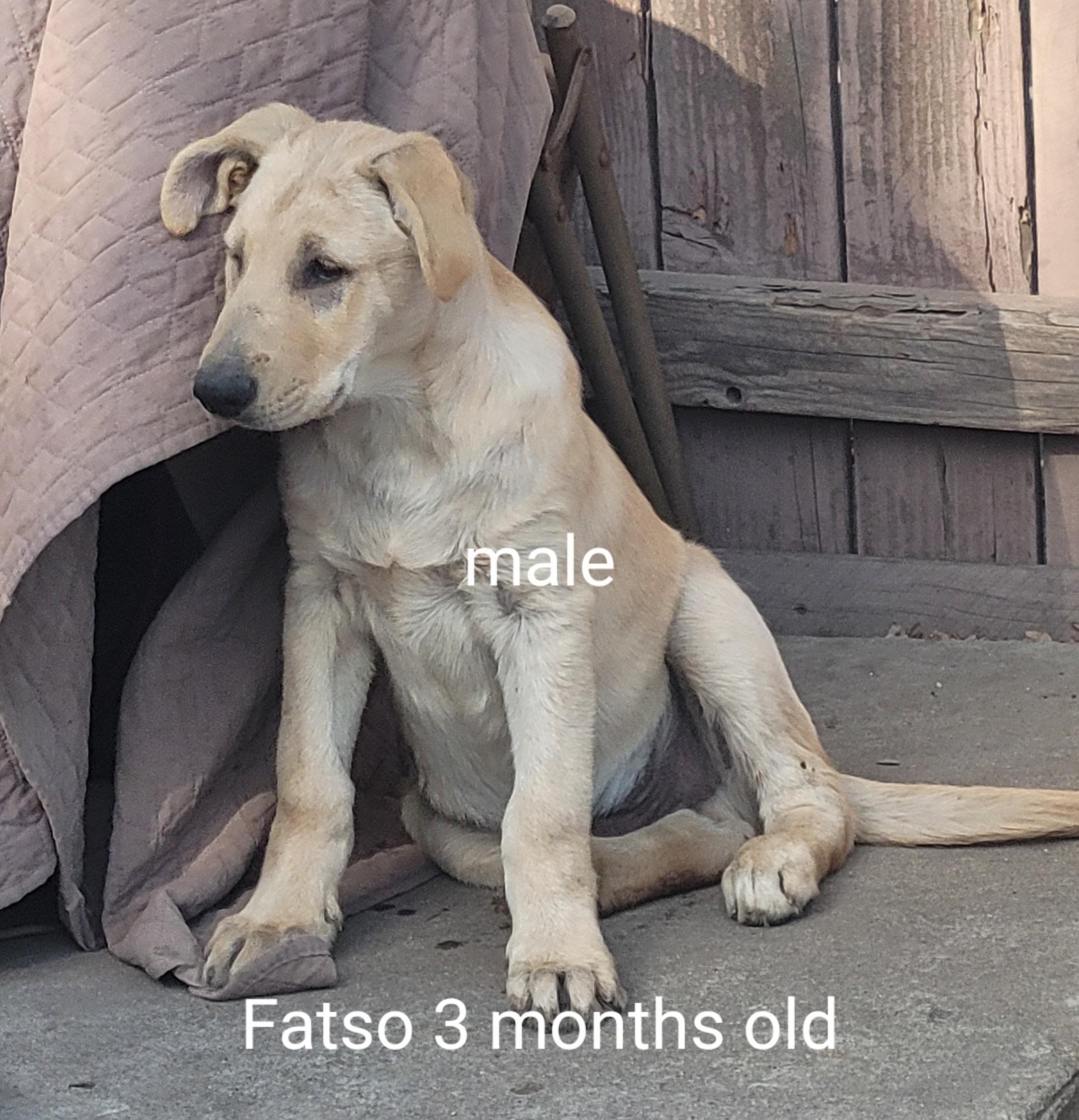 Enlarge Golden Retreiver/ shepherd mix puppies, a ADOPTABLE mixed breed in Torrance, CA image 4/6