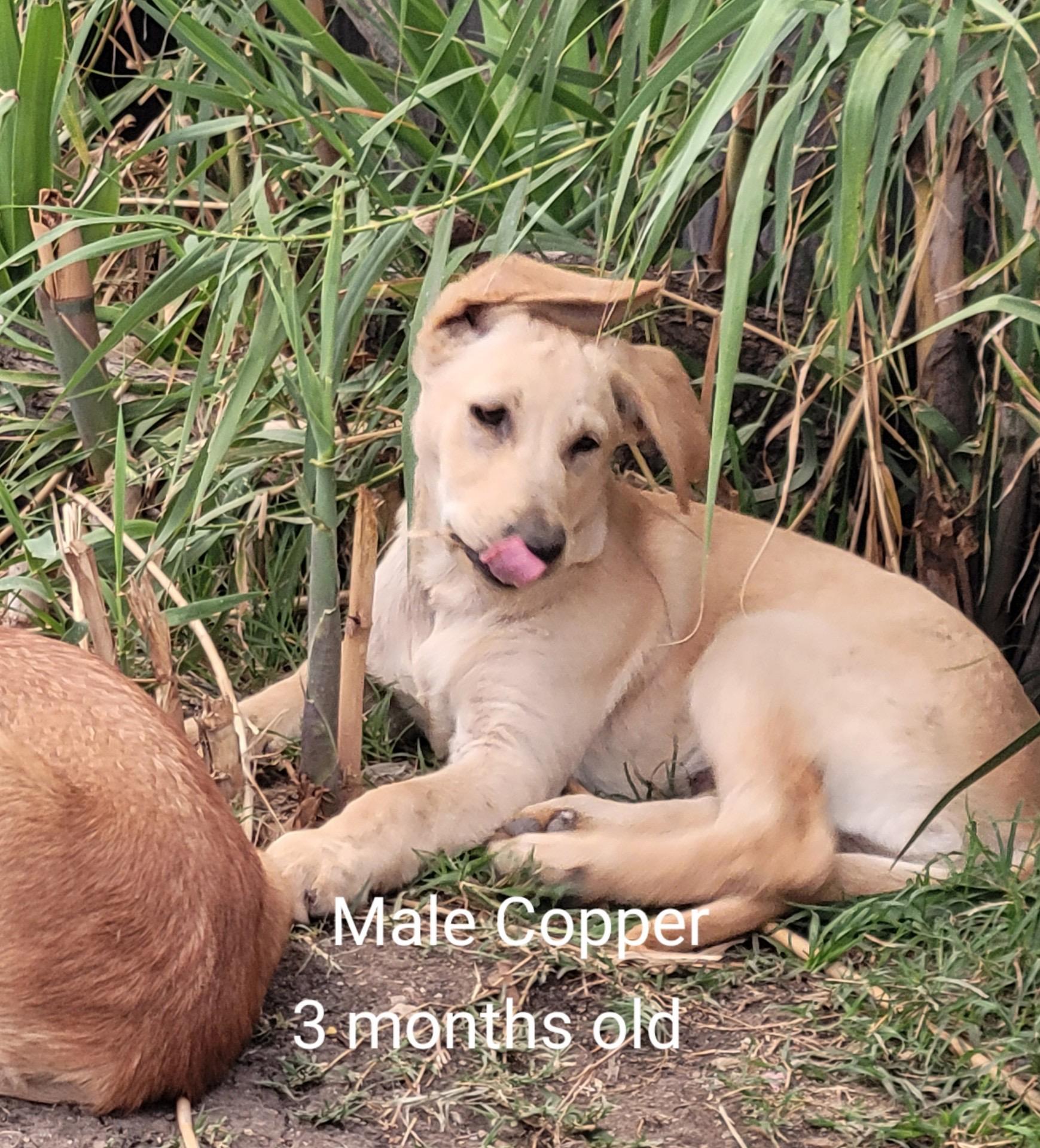 Golden Retreiver/ shepherd mix puppies, ADOPTABLE, Puppy Male Golden Retriever & German Shepherd Dog.