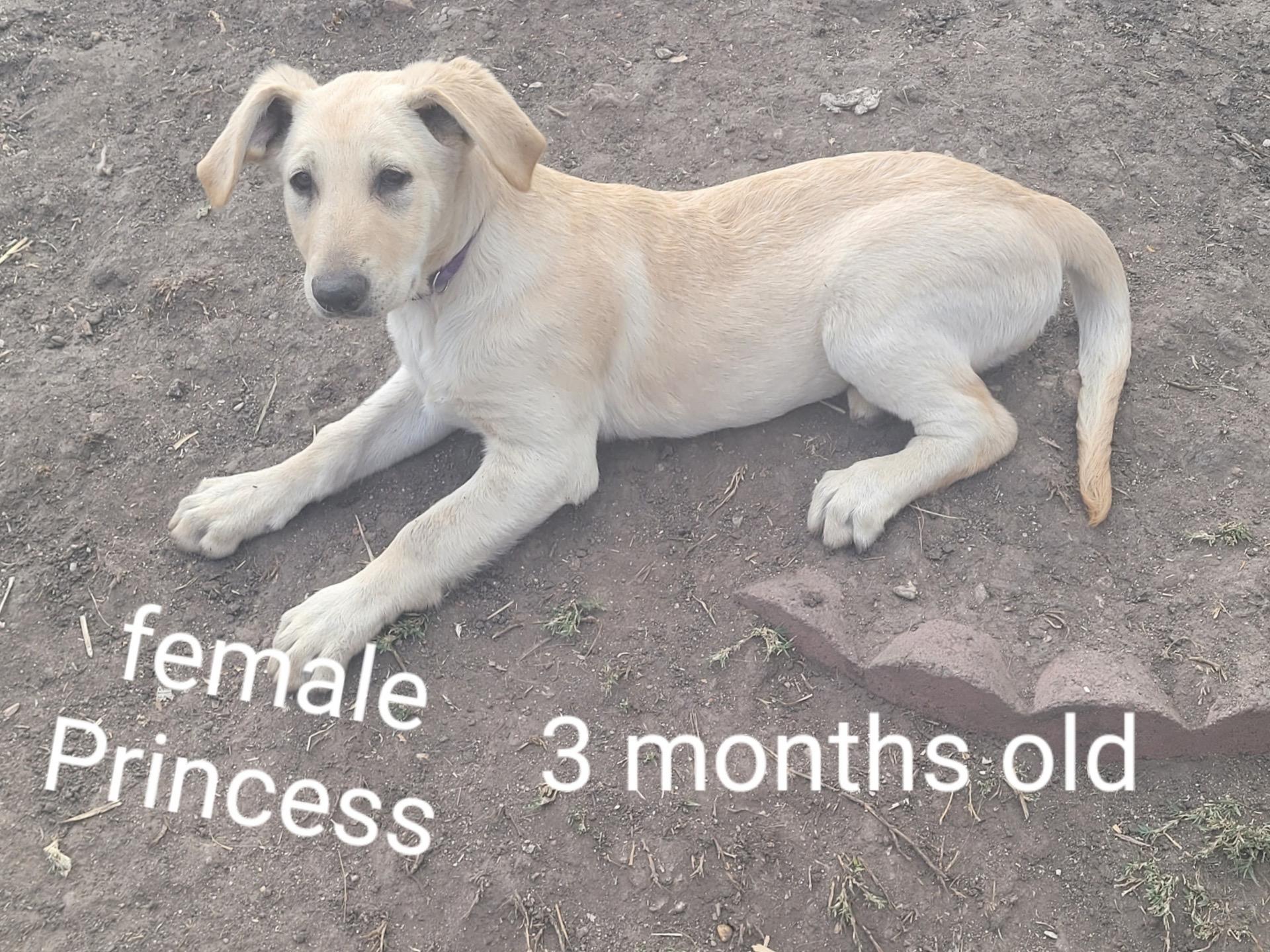 Enlarge Golden Retreiver/ shepherd mix puppies, a ADOPTABLE mixed breed in Torrance, CA image 6/6