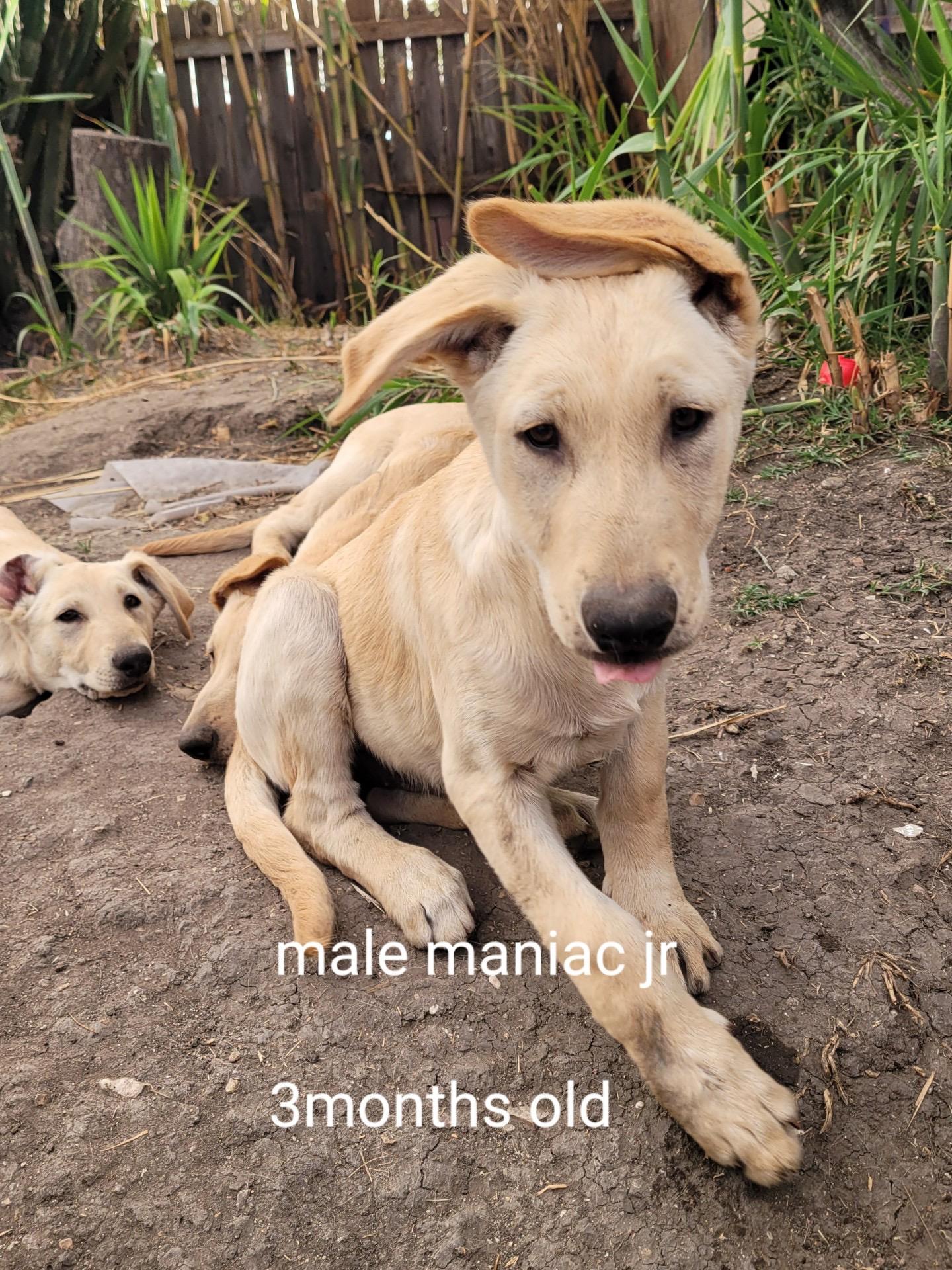 Enlarge Golden Retreiver/ shepherd mix puppies, a ADOPTABLE mixed breed in Torrance, CA image 5/6