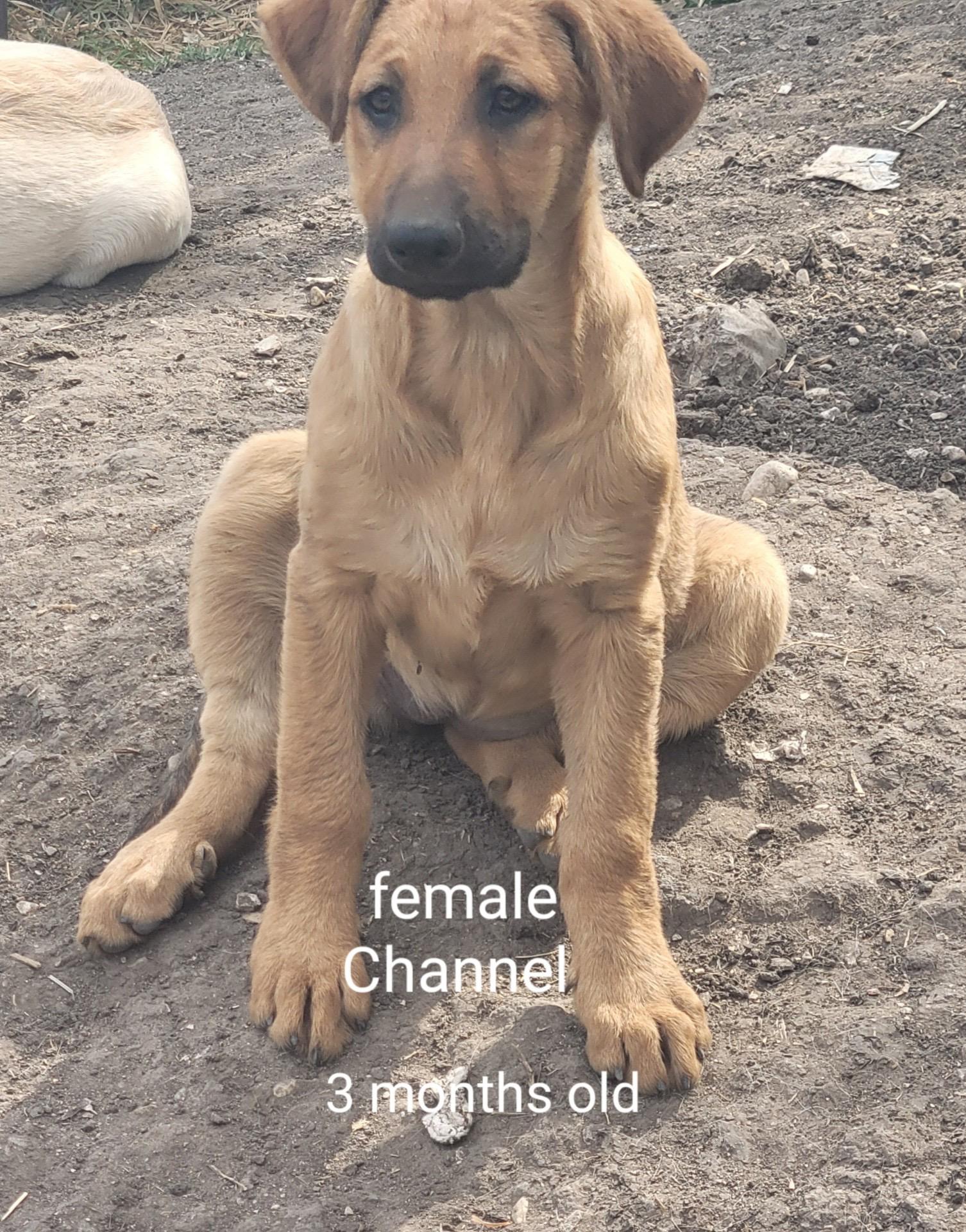 Enlarge Golden Retreiver/ shepherd mix puppies, a ADOPTABLE mixed breed in Torrance, CA image 3/6