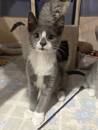 Brandon Marsh, adopted, Kitten Male Domestic Short Hair.
