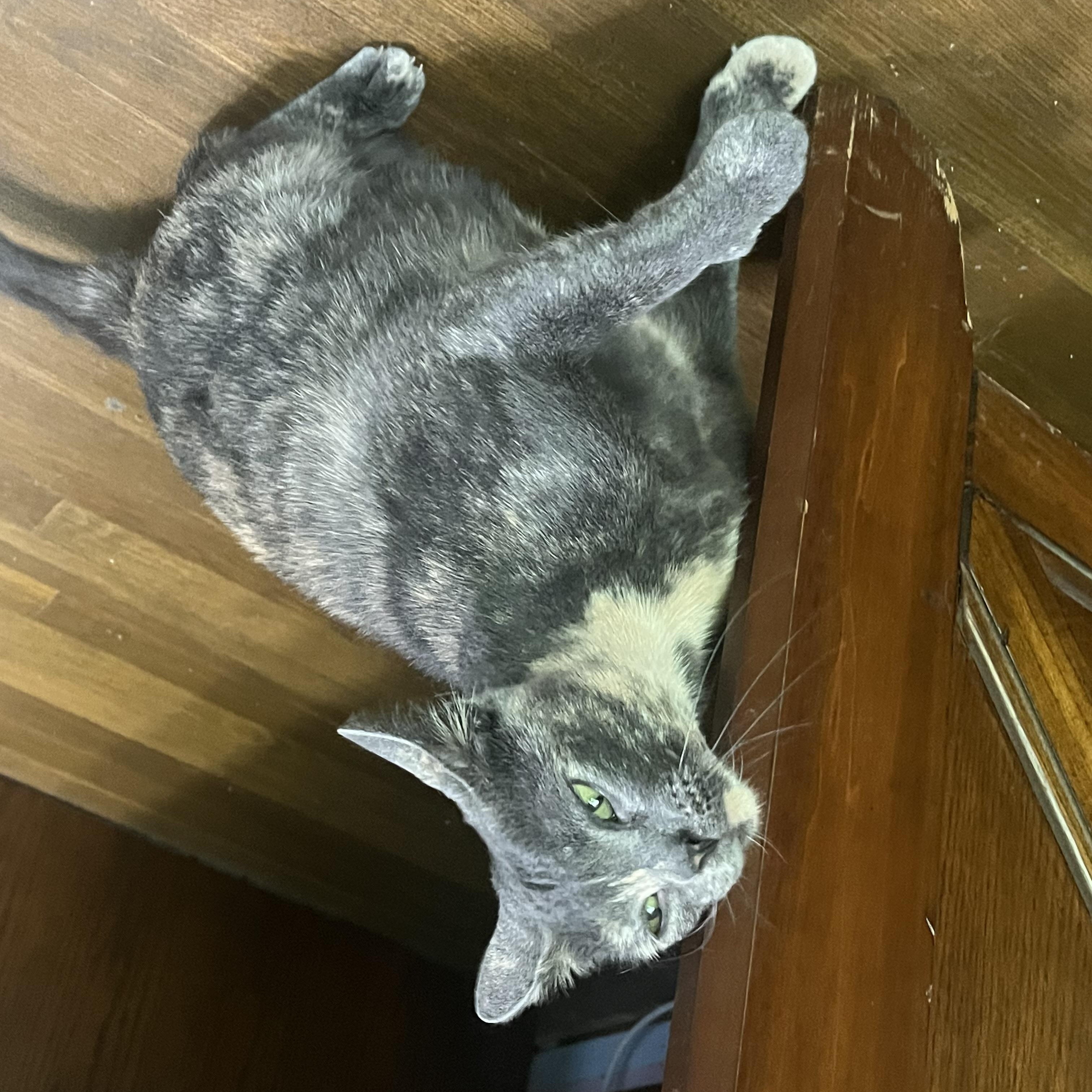 Enlarge Pearl, a Adoptable Dilute Tortoiseshell in Wadsworth, IL image 4/6
