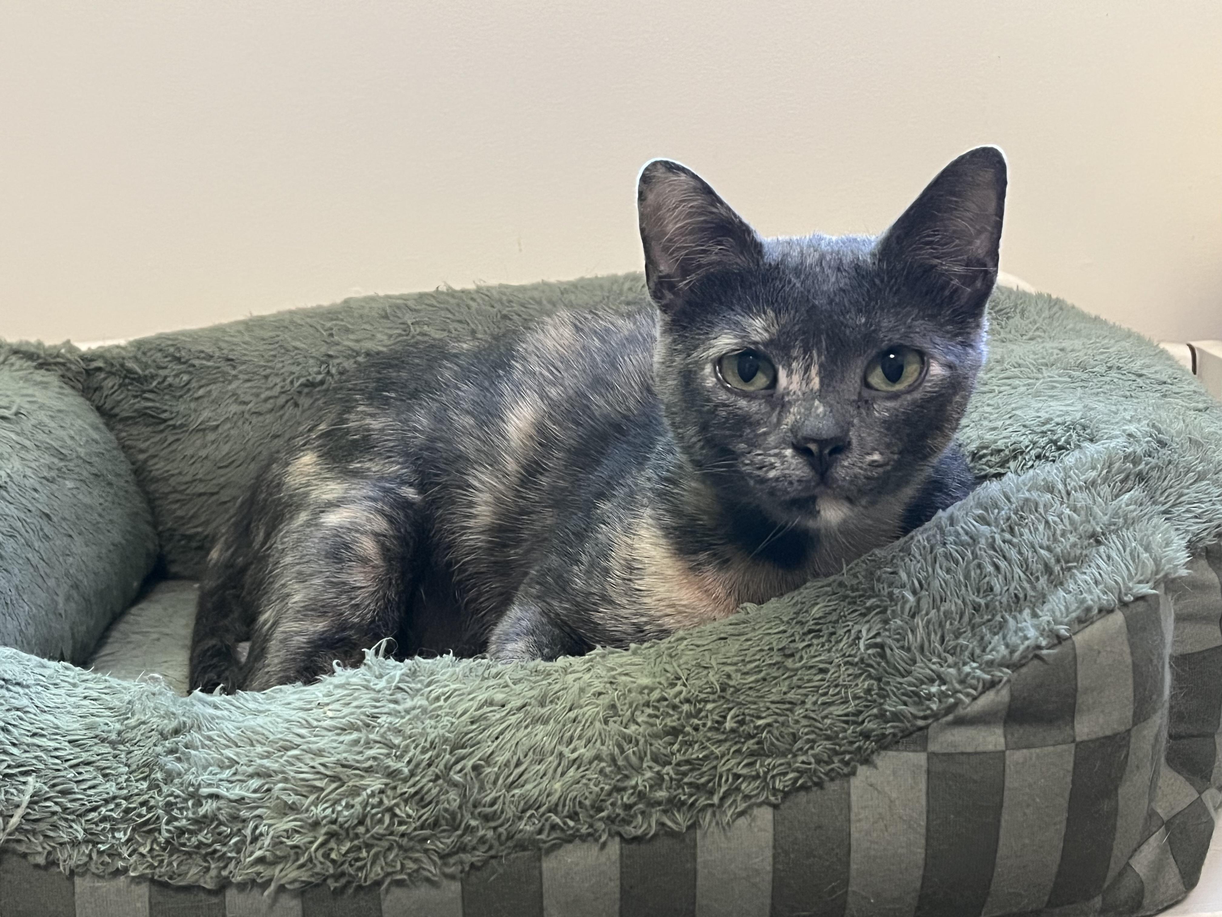 Pearl, Adoptable, Young Female Dilute Tortoiseshell.