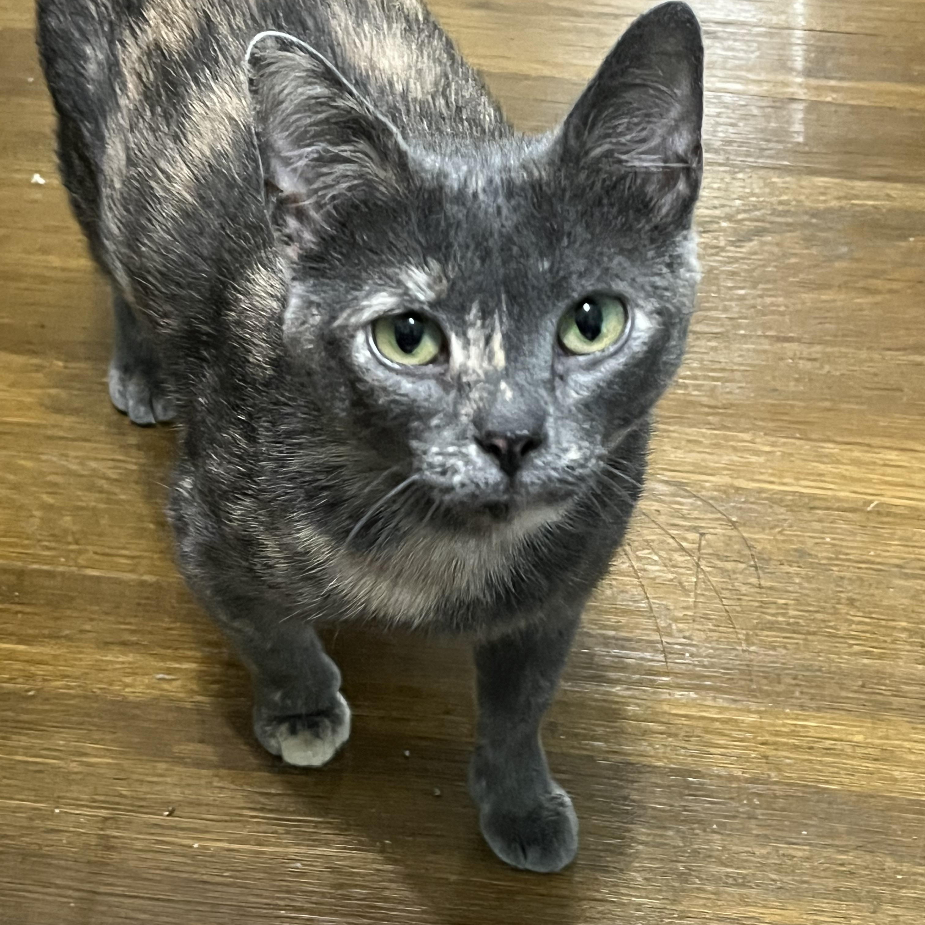 Enlarge Pearl, a Adoptable Dilute Tortoiseshell in Wadsworth, IL image 2/6