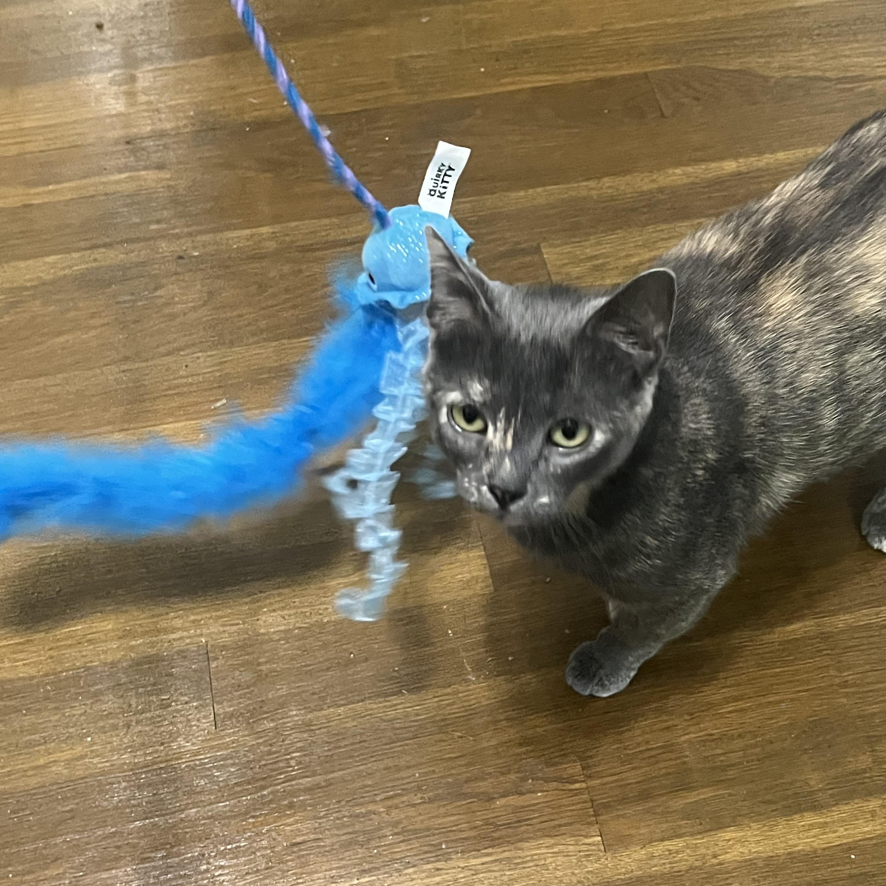 Enlarge Pearl, a Adoptable Dilute Tortoiseshell in Wadsworth, IL image 3/6