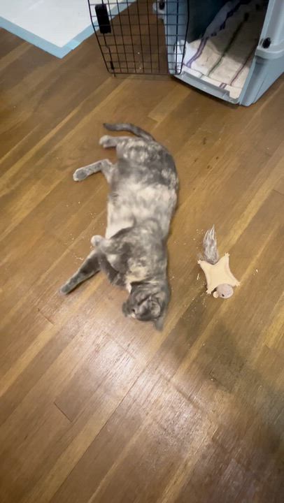 Enlarge Pearl, a Adoptable Dilute Tortoiseshell in Wadsworth, IL video 6/6