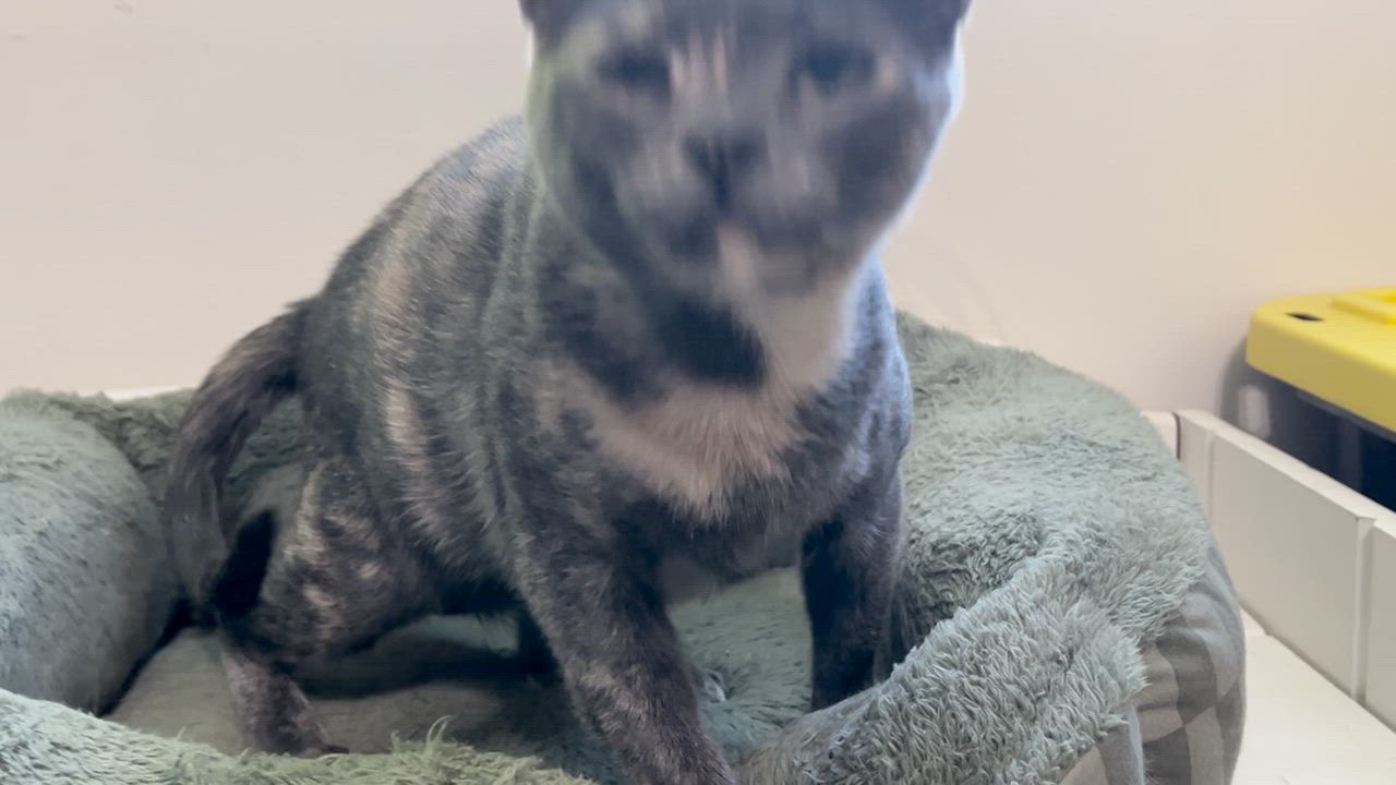 Enlarge Pearl, a Adoptable Dilute Tortoiseshell in Wadsworth, IL video 5/6