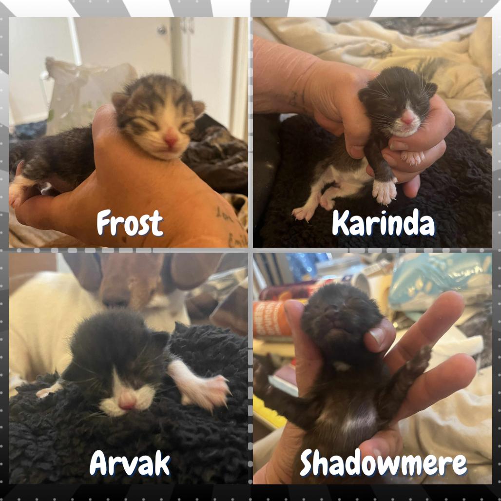 Karinda, Adoptable, Young Male Domestic Short Hair.