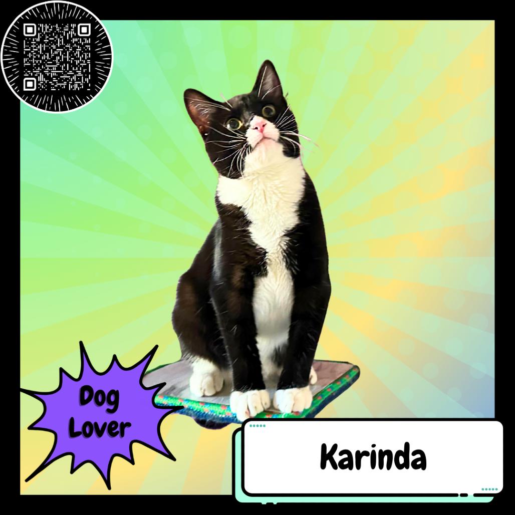 Enlarge Karinda, a Adoptable Domestic Short Hair in Suisun City, CA image 2/3