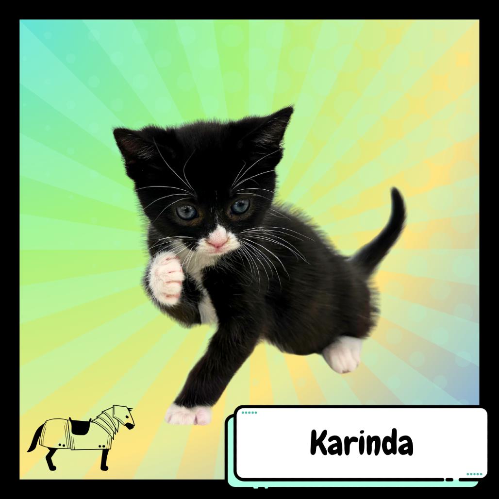 Enlarge Karinda, a Adoptable Domestic Short Hair in Suisun City, CA image 3/3
