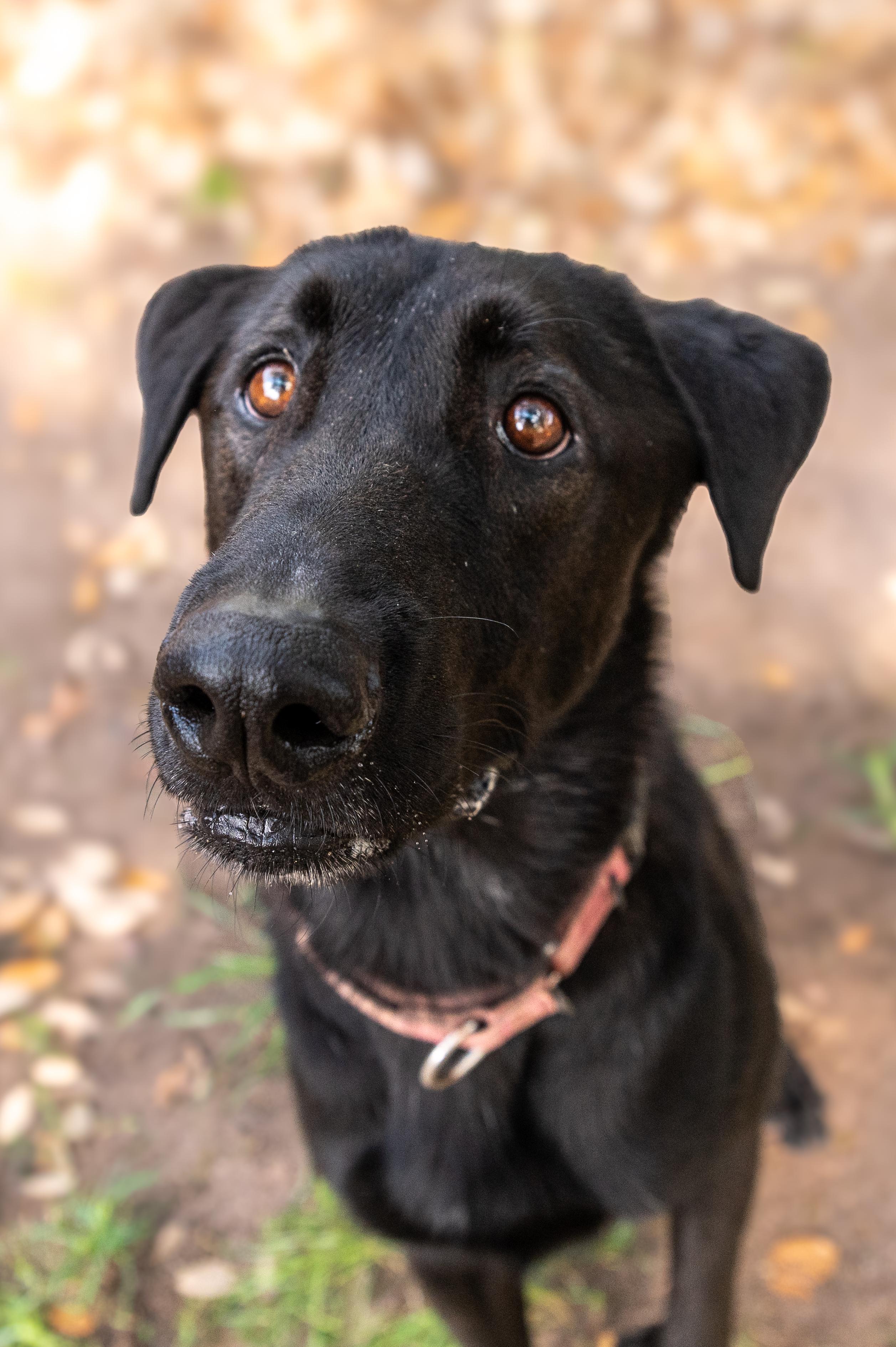 Shadow, an adopted mixed breed in Magnolia, TX image 3/4