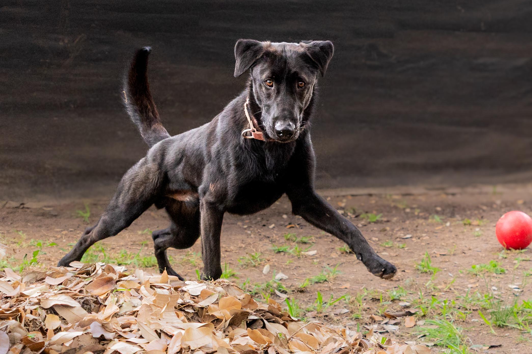 Shadow, adopted, Young Male Black Labrador Retriever.