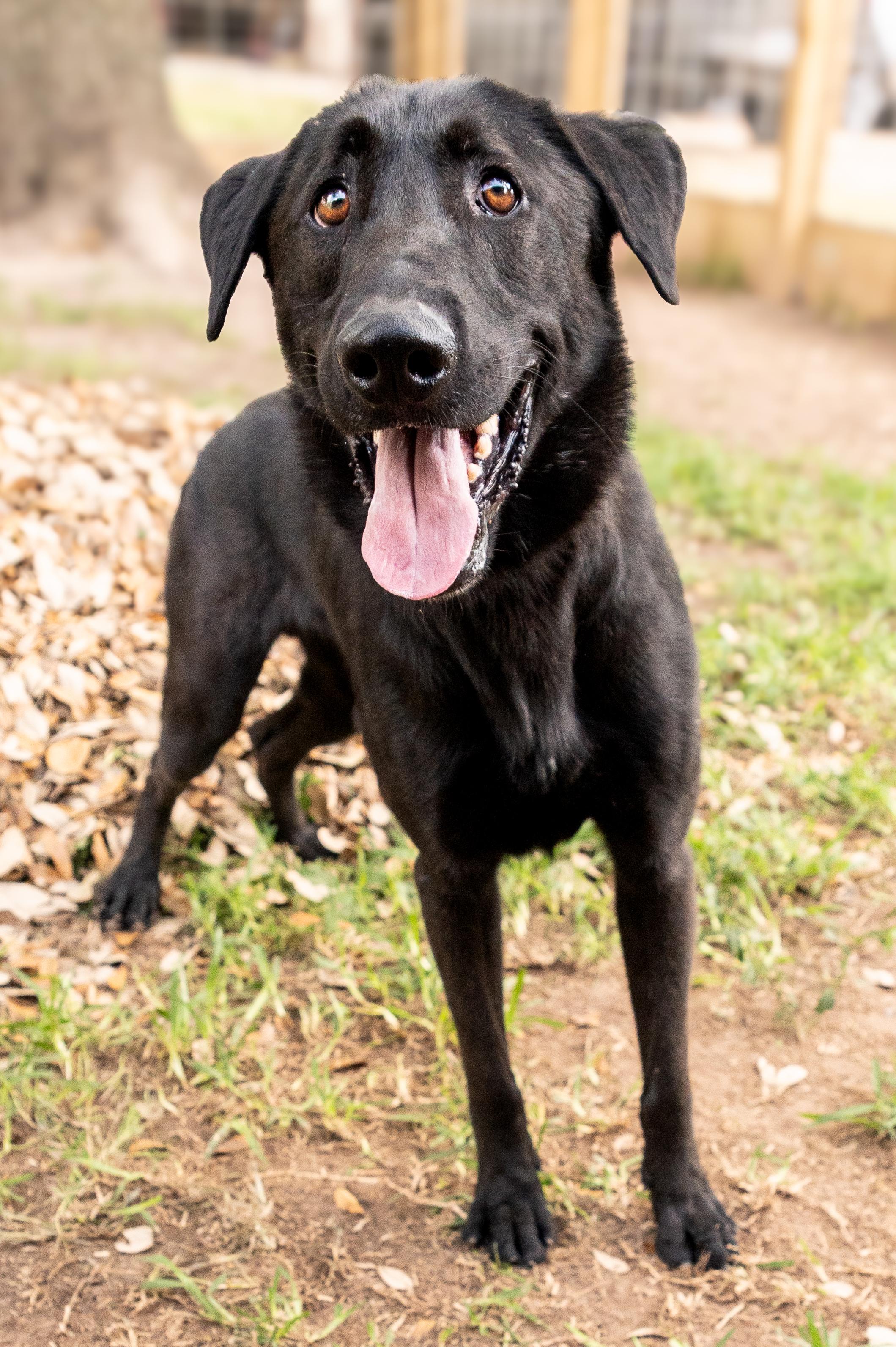 Shadow, an adopted mixed breed in Magnolia, TX image 2/4
