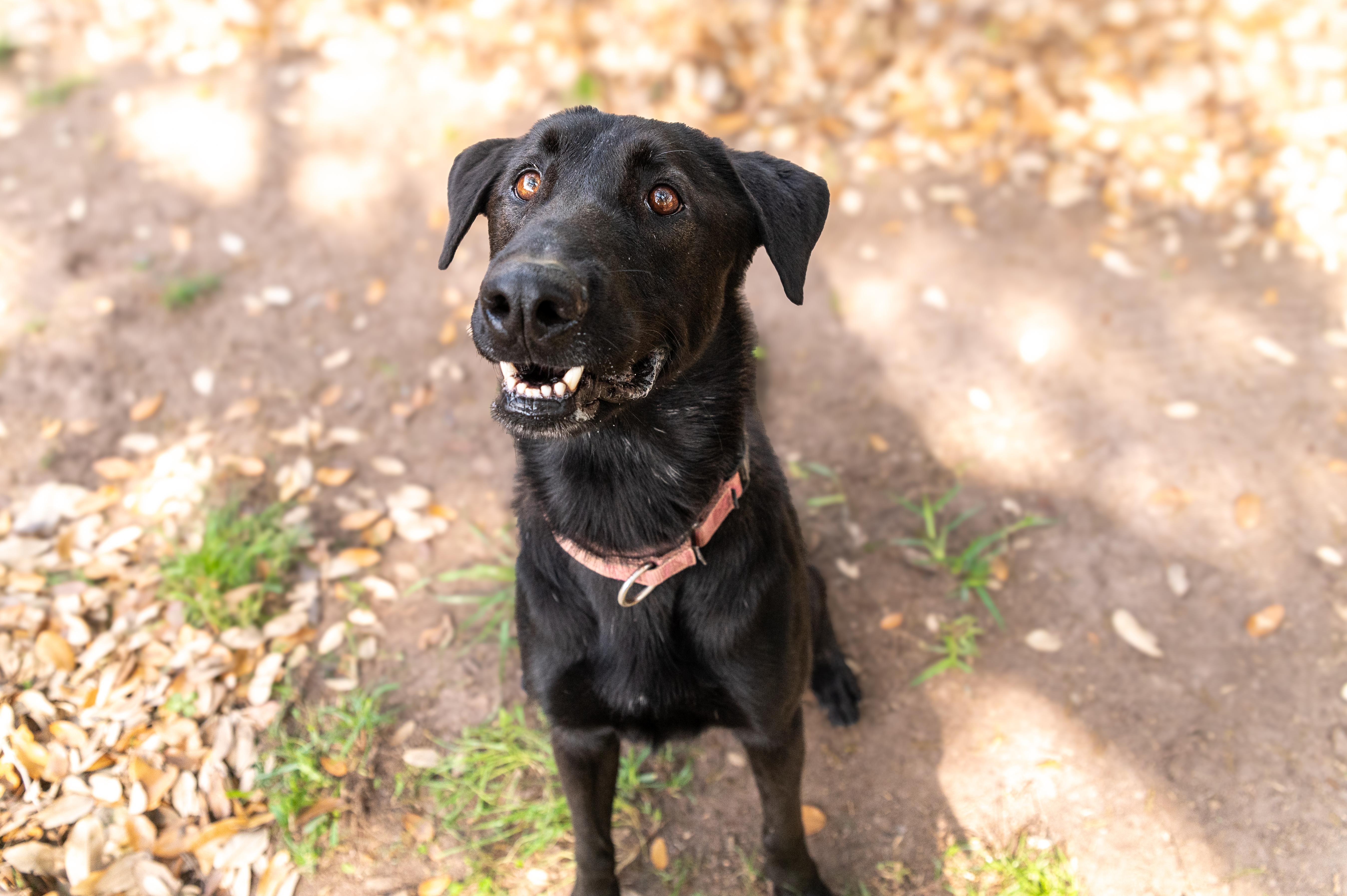 Shadow, an adopted mixed breed in Magnolia, TX image 4/4